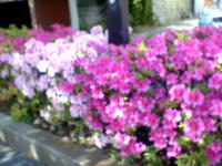 d0020608_12444823.jpg