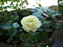 b0022935_12273044.jpg