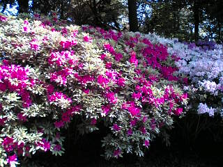 c0062954_2295580.jpg