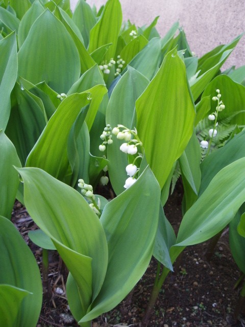 b0061261_23435260.jpg