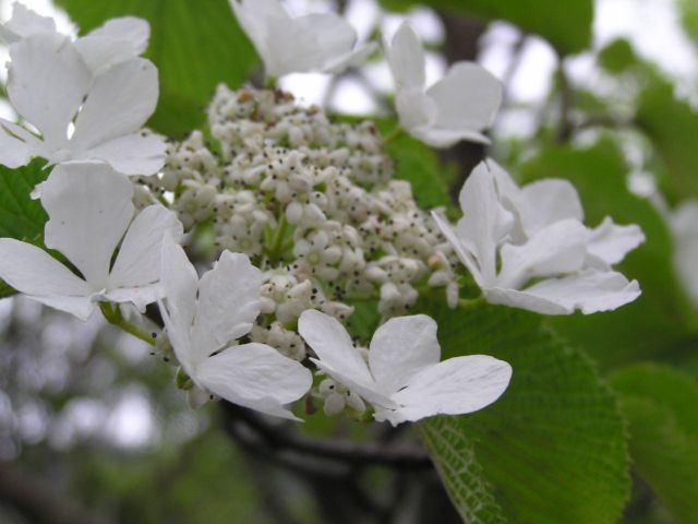c0042869_19544187.jpg