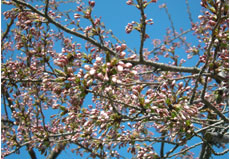 b0032694_17364493.jpg