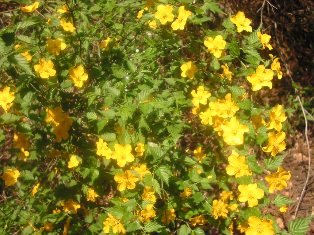 c0072816_1651421.jpg