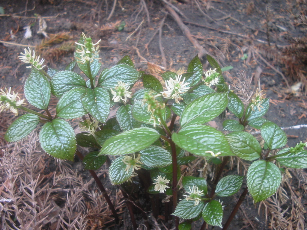 c0072816_16515279.jpg