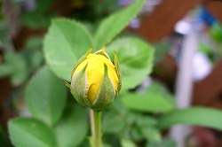 a0034419_10152564.jpg