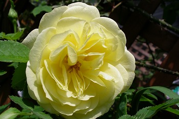 a0034419_10163691.jpg