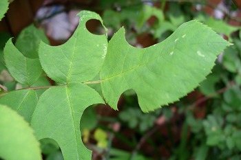 a0034419_1018679.jpg