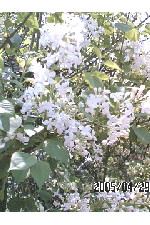 c0011446_17125922.jpg