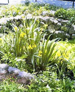 c0011148_1245351.jpg