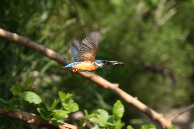 c0008378_2336443.jpg