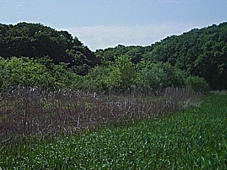 c0019396_2055273.jpg