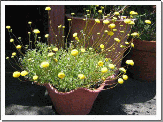 b0054602_22383076.gif