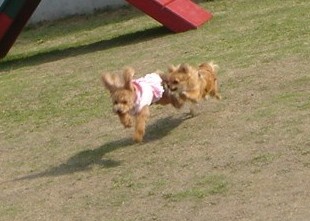 c0041207_1138215.jpg