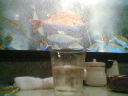 c0038524_2585821.jpg