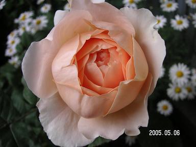 d0006467_21522034.jpg