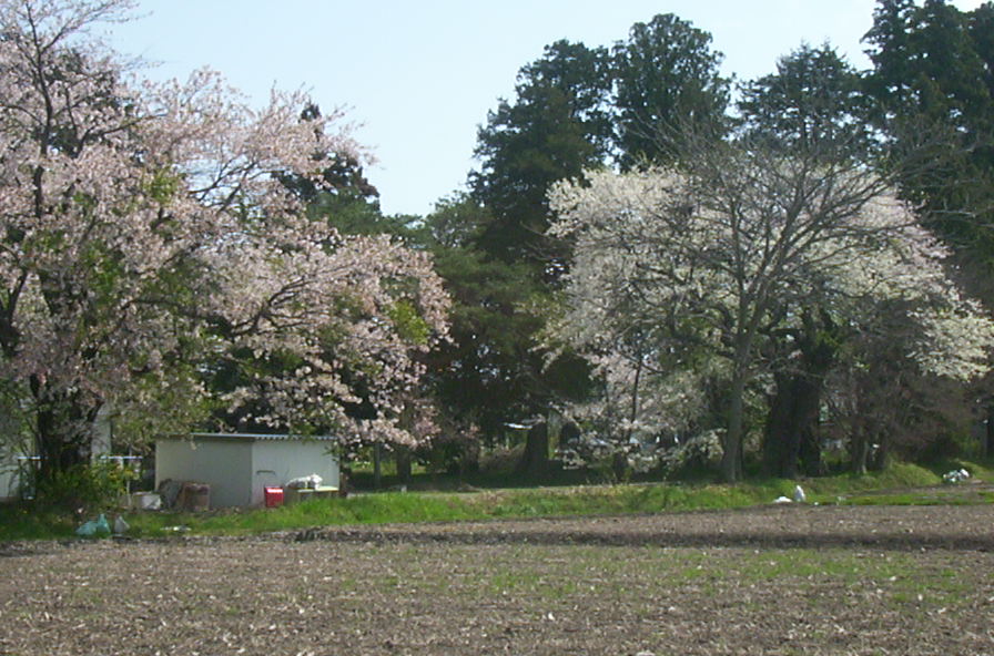 a0029157_7155587.jpg