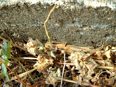 b0015260_1385918.jpg