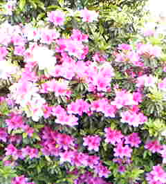 d0015364_074188.jpg