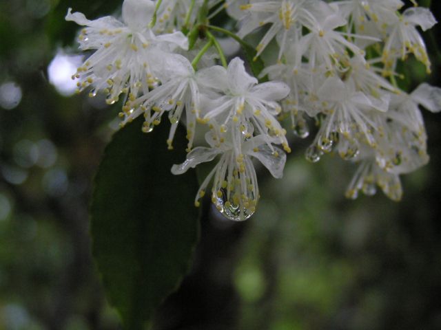 c0042869_21223757.jpg
