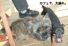 c0012571_22114653.gif