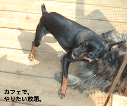 c0012571_22121734.gif