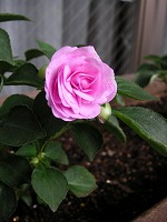 a0035678_17362641.jpg