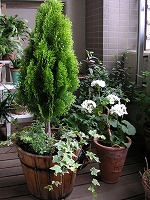 a0035678_1745331.jpg