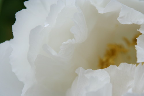 c0044199_0514485.jpg