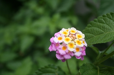 a0036412_21124282.jpg