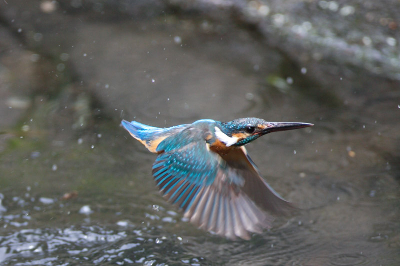 c0008378_23114186.jpg