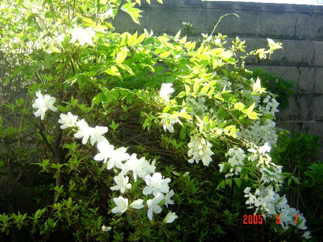 a0005691_4253085.jpg
