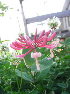c0056694_8141046.jpg