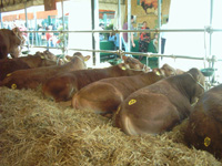 c0068149_230965.jpg