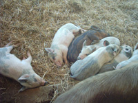 c0068149_2342222.jpg