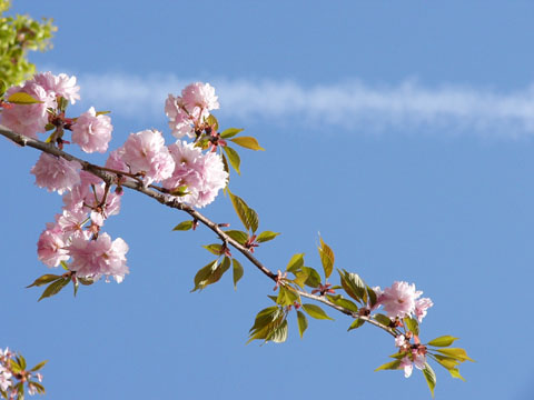 a0024250_5352814.jpg
