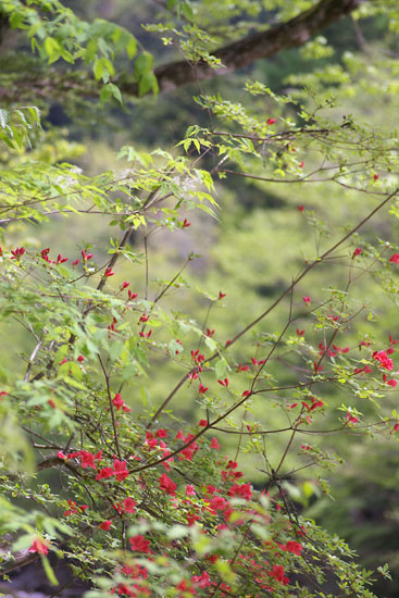 c0054876_646269.jpg