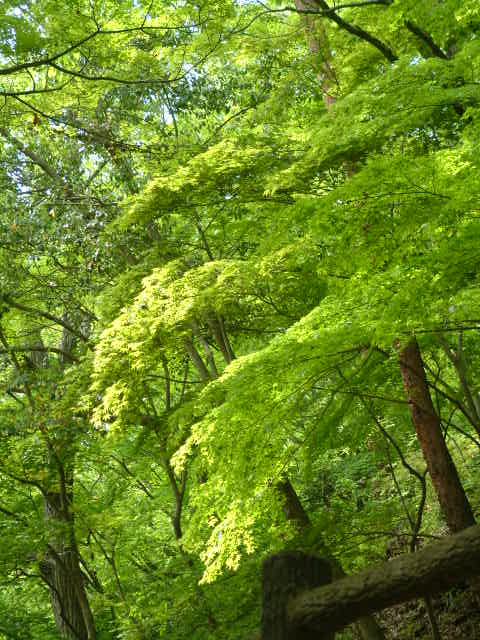 b0044296_2020594.jpg