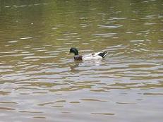 c0050801_12132648.jpg