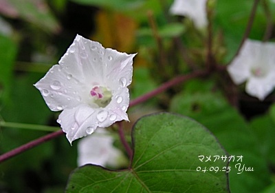 c0032203_14333030.jpg