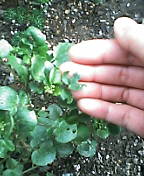 d0032405_6353441.jpg