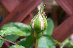 a0034419_8242398.jpg
