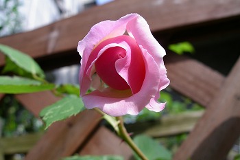 a0034419_8251411.jpg