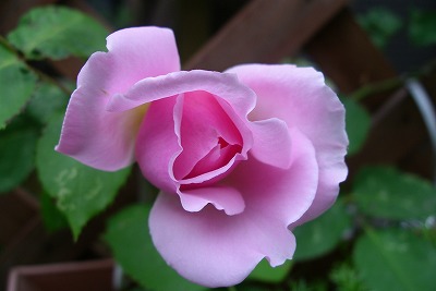 a0034419_8254573.jpg