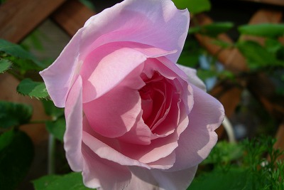 a0034419_826198.jpg