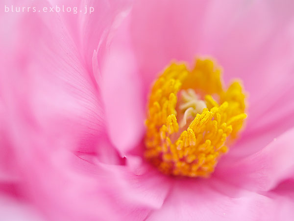d0024721_16305916.jpg