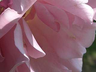 b0061107_11502237.jpg