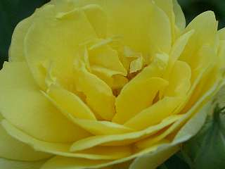 b0061107_1150897.jpg