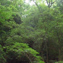 c0036617_17402061.jpg