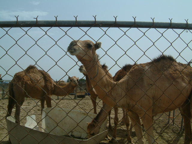 c0011649_12331.jpg