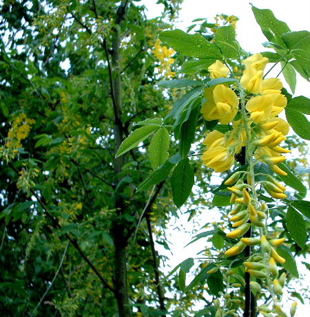 b0015260_162725.jpg